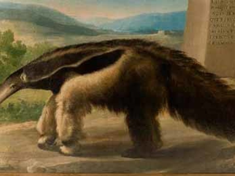 ¿Un Goya en el Museo de Ciencias Naturales?. El País